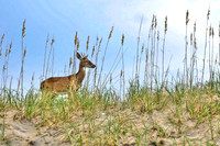 Outer Banks NC