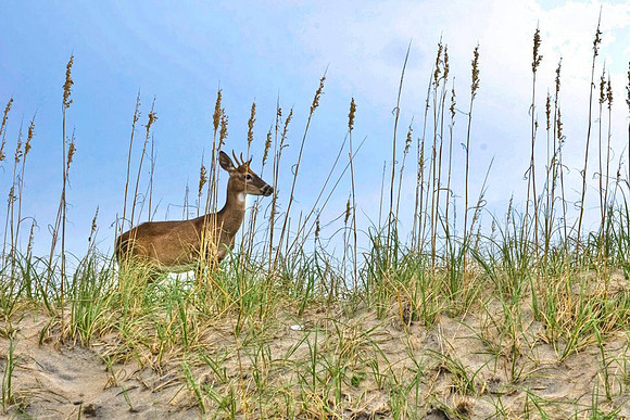 Outer Banks NC
